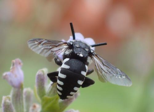 Thyreus ramosus